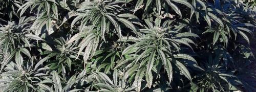 thc-cbd-europa-wholesaling-venengros-vente-leriff-livraison-greenhouse-outdoor-culture-grossiste-1400-500-04